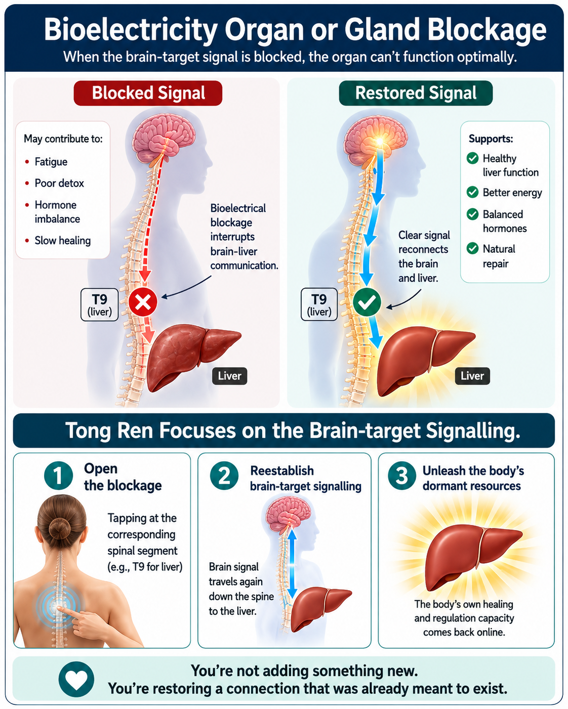 Bioelectricty Organ or Gland Blockage: When the brain-target signal is blocked, the organ can't function optimally