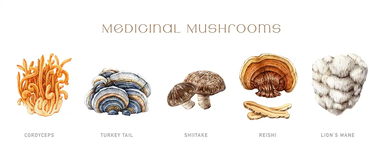 Medicinal mushrooms