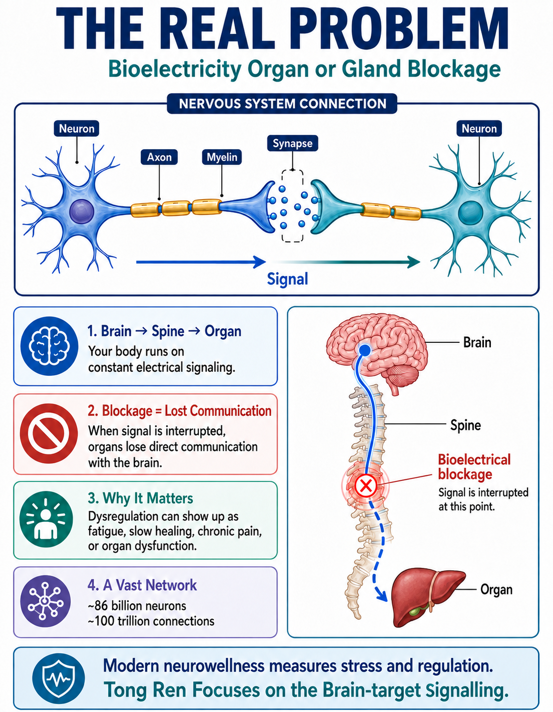 The Real Problem: Bioelectricity Organ or Gland Blockage (Nervous System Connection)